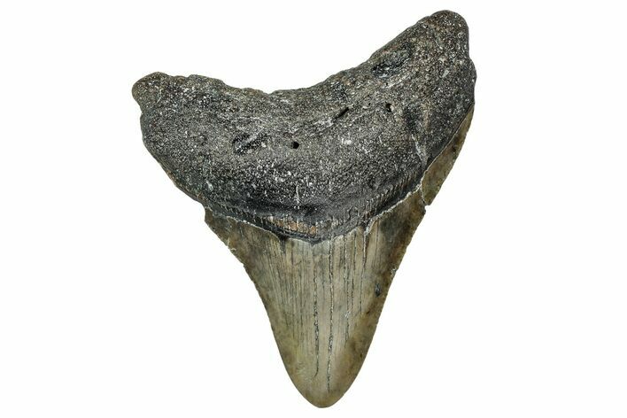 Serrated, Fossil Megalodon Tooth - North Carolina #340863